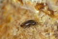 False darkling beetle, Orchesia micans on fungi