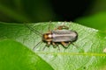 False darkling beetle (Osphya varians) on leaf.