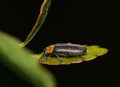 False darkling beetle (Osphya varians) on leaf night. Royalty Free Stock Photo