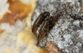 False darkling beetles, Orchesia micans mating on aspen bark