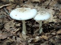 False Death Cap Mushroom Royalty Free Stock Photo