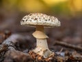 False deathcap (Amanita citrina) at dawnm