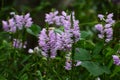 False dragonhead flowers