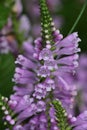 False dragonhead flowers