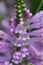 False dragonhead flowers Royalty Free Stock Photo