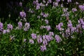 False dragonhead flowers