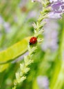 On a False Dragonshead flower, a Ladybird or Lady bug beetle rests