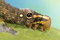 False eye caterpillar