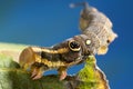 False eye caterpillar