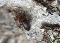 False flower beetle, Anaspis thoracica on wood