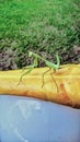 false garden mantis