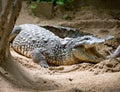 False gavial 3