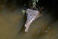 False gharial, also known as Malayan gharial, Sunda gharial, and tomistoma Royalty Free Stock Photo