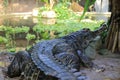 False Gharial