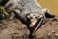 False Gharial is crocodile also known as Malayan gharial.