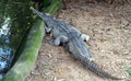 False Gharial is crocodile also known as Malayan gharial.