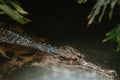 False gharial crocodile swimming in freshwater, dangerous predator, long snout with sharp teeth, tropical crocodile, closeup Royalty Free Stock Photo