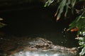 False gharial crocodile swimming in freshwater, dangerous predator, long snout with sharp teeth, tropical crocodile, closeup Royalty Free Stock Photo