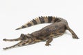 false gharial crocodile (Tomistoma schlegelii) isolated on white background Royalty Free Stock Photo