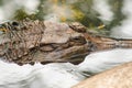 The False Gharial header is under water Royalty Free Stock Photo