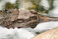 The False Gharial header is under water Royalty Free Stock Photo