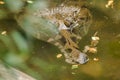 The False Gharial header is under water Royalty Free Stock Photo