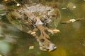 The False Gharial header is under water Royalty Free Stock Photo