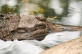 The False Gharial header is under water Royalty Free Stock Photo