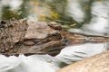 The False Gharial header is under water Royalty Free Stock Photo