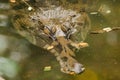The False Gharial header is under water Royalty Free Stock Photo