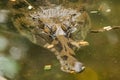 The False Gharial header is under water Royalty Free Stock Photo
