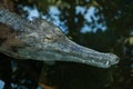 False gharial (Tomistoma schlegelii). Royalty Free Stock Photo