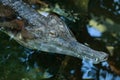 False gharial (Tomistoma schlegelii). Royalty Free Stock Photo