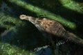 False gharial (Tomistoma schlegelii). Royalty Free Stock Photo