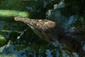 False gharial (Tomistoma schlegelii). Royalty Free Stock Photo