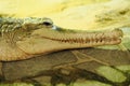 The false gharial (Tomistoma schlegelii), also known by the names Malayan gharial Royalty Free Stock Photo