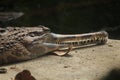 False gharial Tomistoma schlegelii Royalty Free Stock Photo