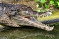 false gharial tomistoma schlegelii Royalty Free Stock Photo