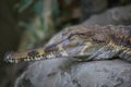 The false gharial Tomistoma schlegelii. This freshwater crocodilian