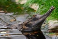 False gharial Tomistoma schlegelii Royalty Free Stock Photo