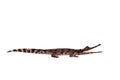 The false gharial , Tomistoma schlegelii, on white Royalty Free Stock Photo