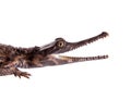 The false gharial , Tomistoma schlegelii, on white Royalty Free Stock Photo