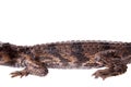 The false gharial , Tomistoma schlegelii, on white Royalty Free Stock Photo