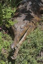 False Gharial