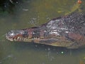 False gharial in water Royalty Free Stock Photo