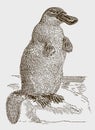 False graphic depiction of a platypus ornithorhynchus anatinus standing on a rock Royalty Free Stock Photo