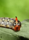 False head of caterpillar Royalty Free Stock Photo