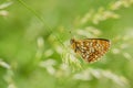 False heath fritillary butterfly on grass Royalty Free Stock Photo