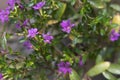 False Heather or Cuphea Hyssopifolia flowers Royalty Free Stock Photo