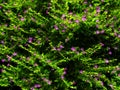 False Heather or Cuphea hyssopifolia